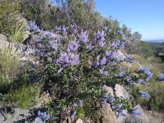 Ceanothus leucodermis, photograph author not stated, no rights reserved