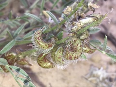 Astragalus desperatus