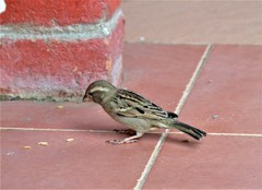 Passer domesticus
