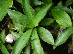 Pollia japonica