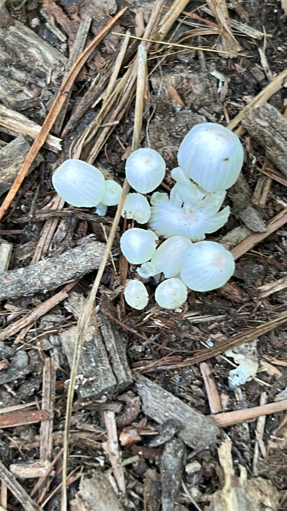 Trooping Crumble Cap · July 2026 · photo: Photo: (c) caher001, some rights reserved (CC BY) · iNaturalist