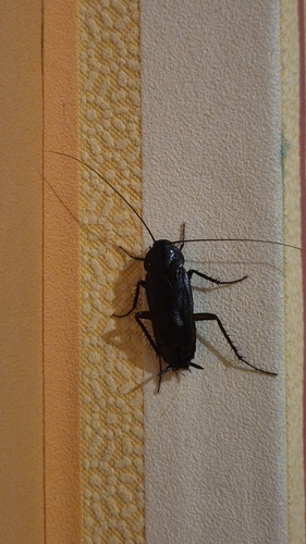 Oriental Cockroach