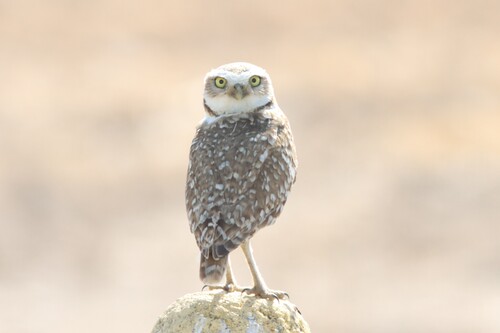 Burrowing Owl
