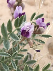 Astragalus desperatus