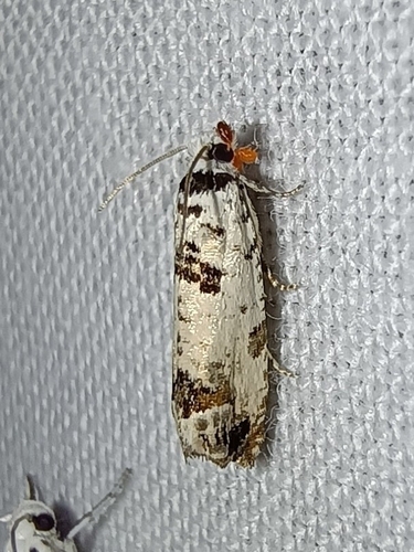 Marbled Bell, Drenthe, NL, photo 10 of 10