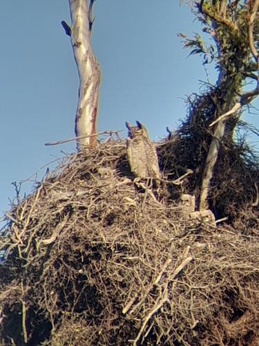 Great Horned Owl