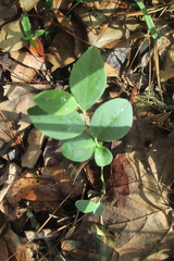 Crotalaria rotundifolia