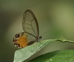 Haetera piera