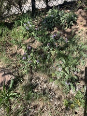 Hydrophyllum capitatum