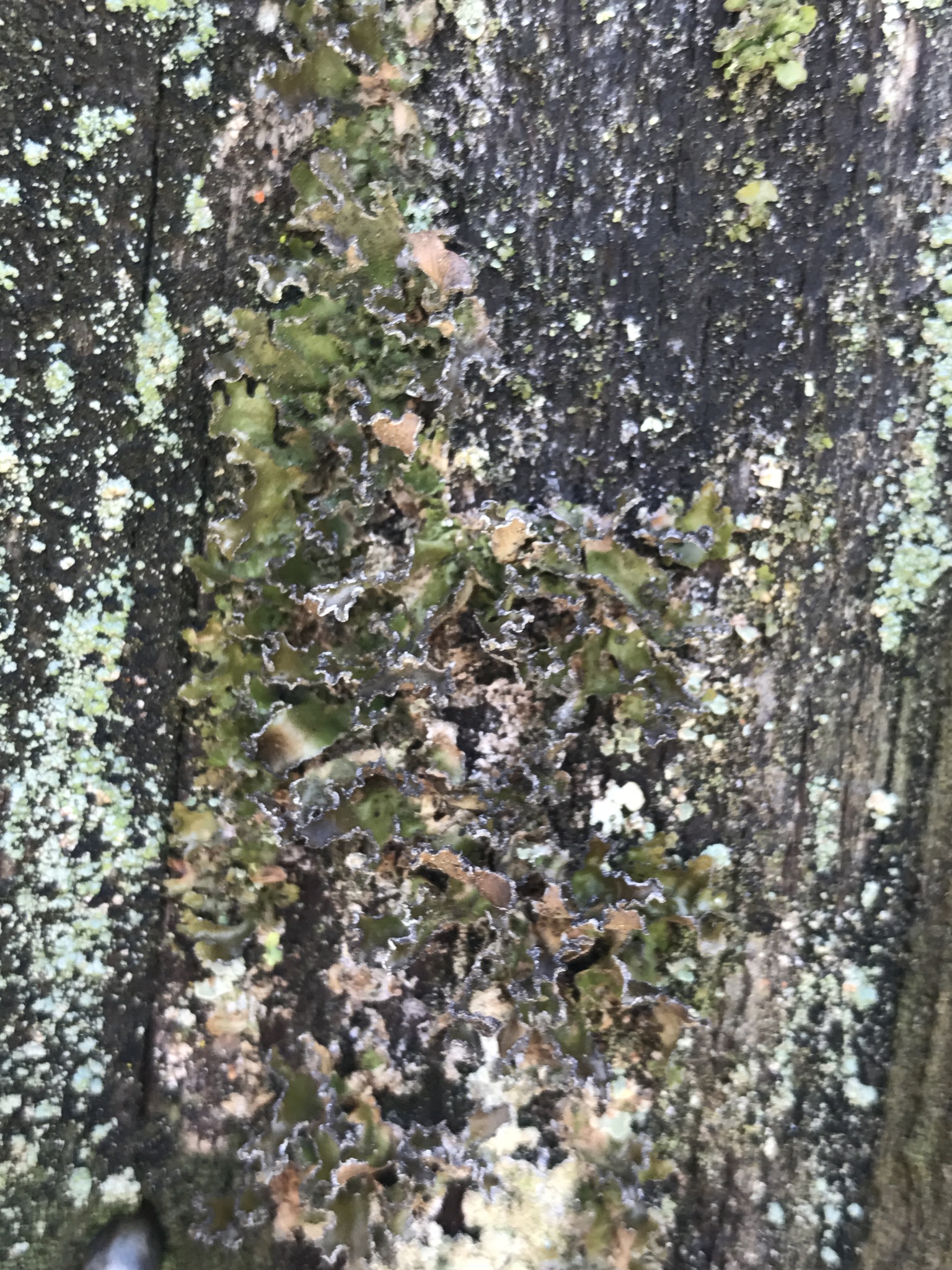 Tuckermannopsis chlorophylla image
