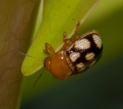 Cryptocephalus luteosignatus