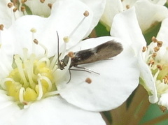 Heliozelidae