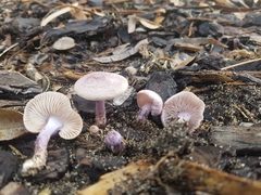 Inocybe violaceocaulis