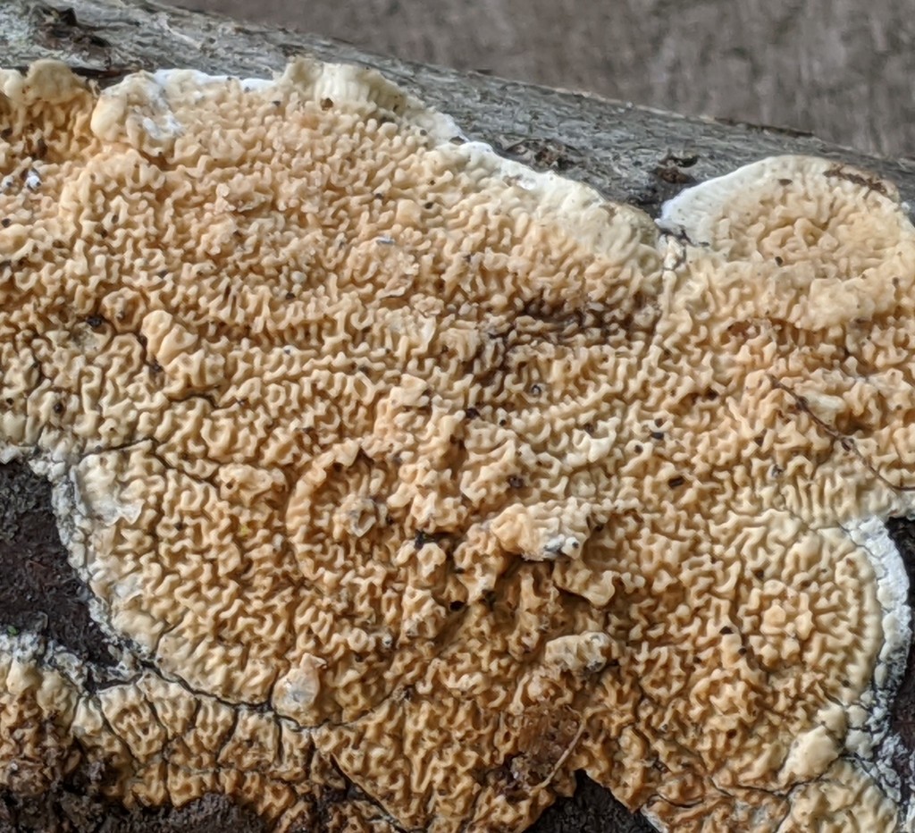 Byssomerulius