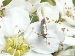 Heliozelidae