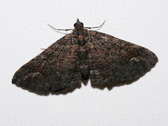 Eucymatoge scotodes
