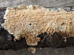 Byssomerulius corium