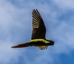 Enicognathus leptorhynchus