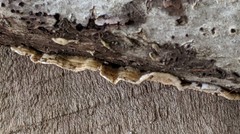 Byssomerulius corium