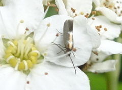 Heliozelidae