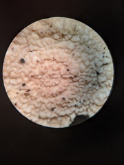 Byssomerulius corium