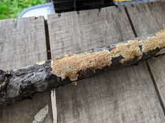 Byssomerulius corium