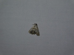 Eoparargyractis