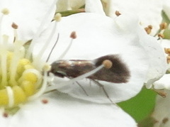 Heliozelidae