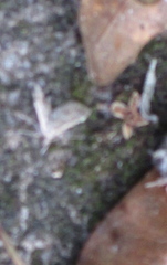 Elophila icciusalis