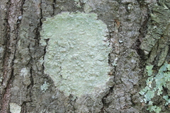 Pertusaria texana