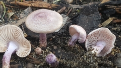 Inocybe violaceocaulis