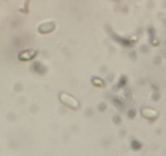 Peniophorella pubera