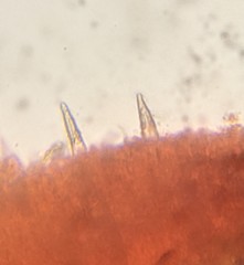 Peniophorella pubera