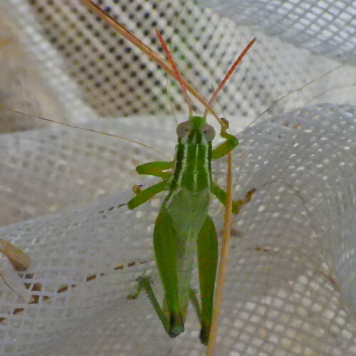 Cudweed Grasshopper photo 3