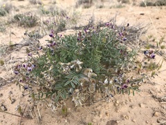 Astragalus desperatus