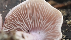 Inocybe violaceocaulis