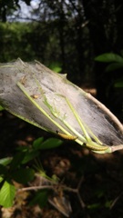 Archips rileyana