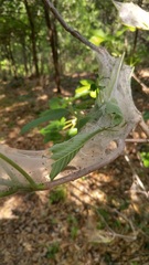 Archips rileyana