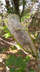Archips rileyana