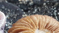 Inocybe violaceocaulis