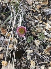Ranunculus andersonii