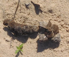 Trogidae