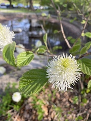 Fothergilla