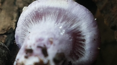 Inocybe violaceocaulis
