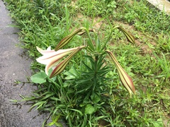 Lilium longiflorum scabrum