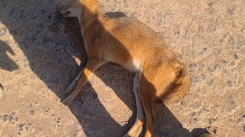 Golden Jackal