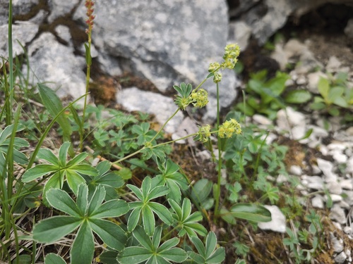 Alchemilla hoppeana, photograph 1
