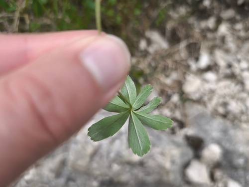 Alchemilla hoppeana, photograph 2