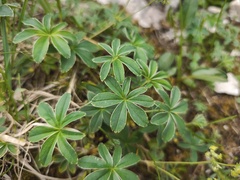 Alchemilla hoppeana
