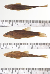 Leopard Dace photo 4